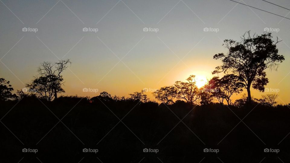 Sunset, Dawn, Tree, Landscape, Silhouette