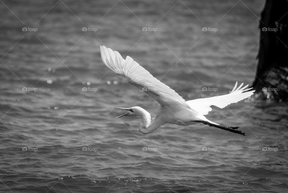An egret taking flight over water