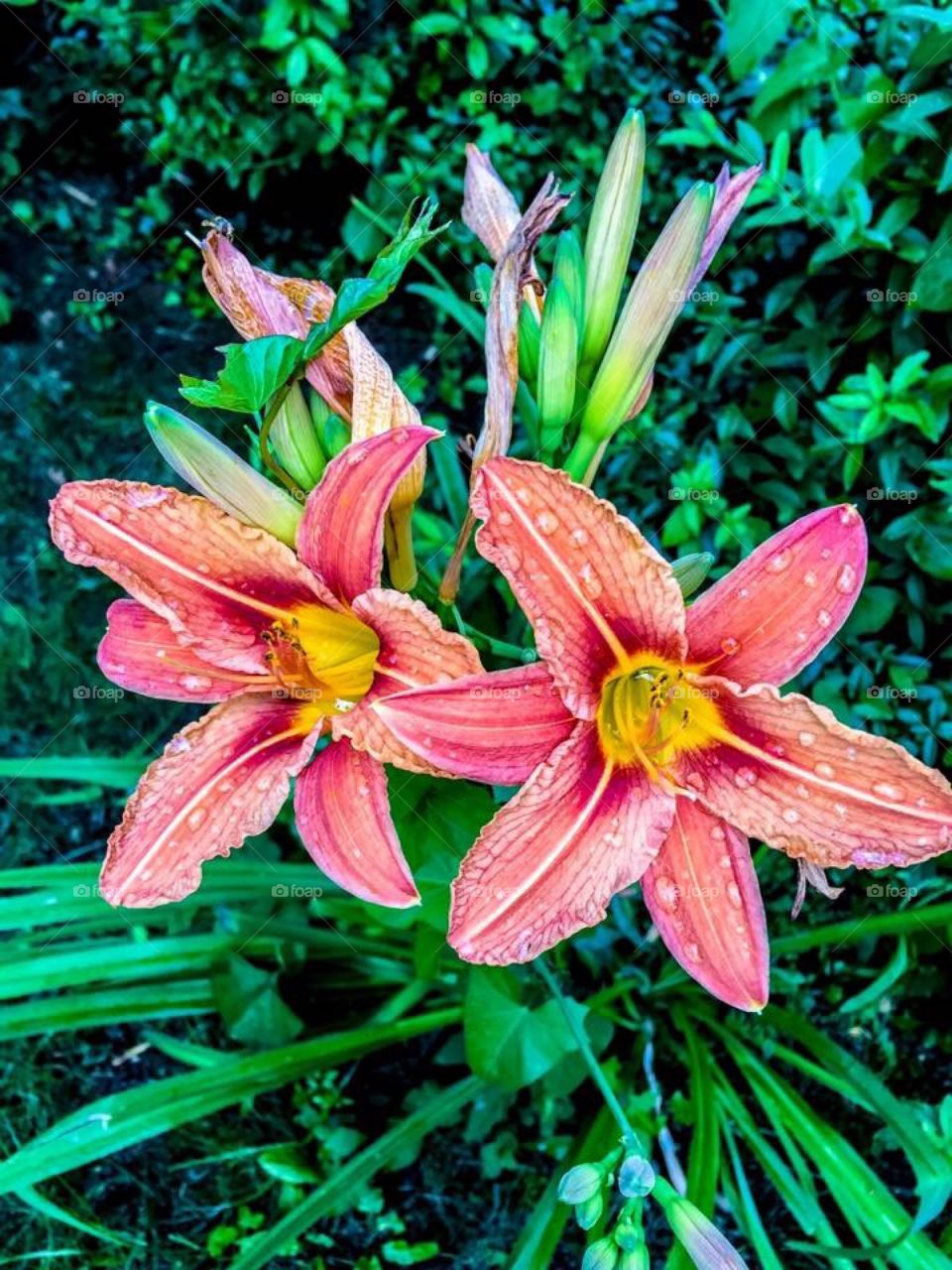 Flowers just after hard rain