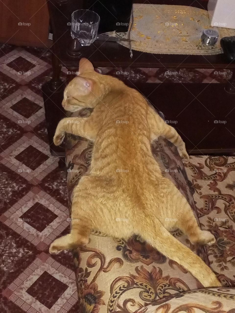 kitty relaxing on the chair