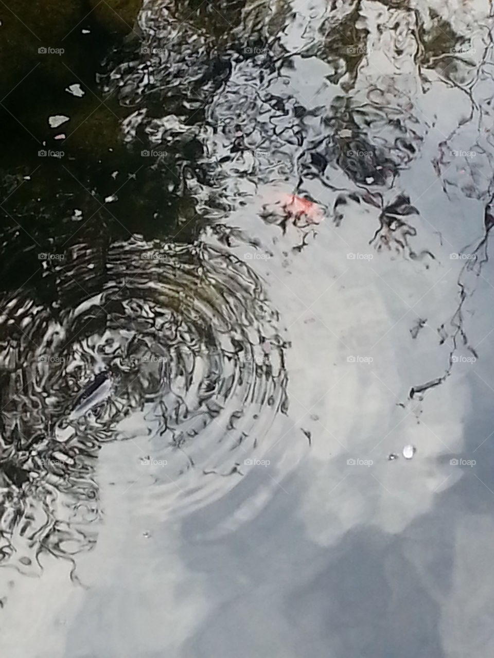 pond water ripple