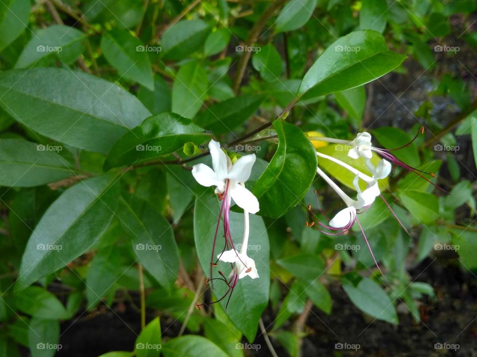 White flowers on the park