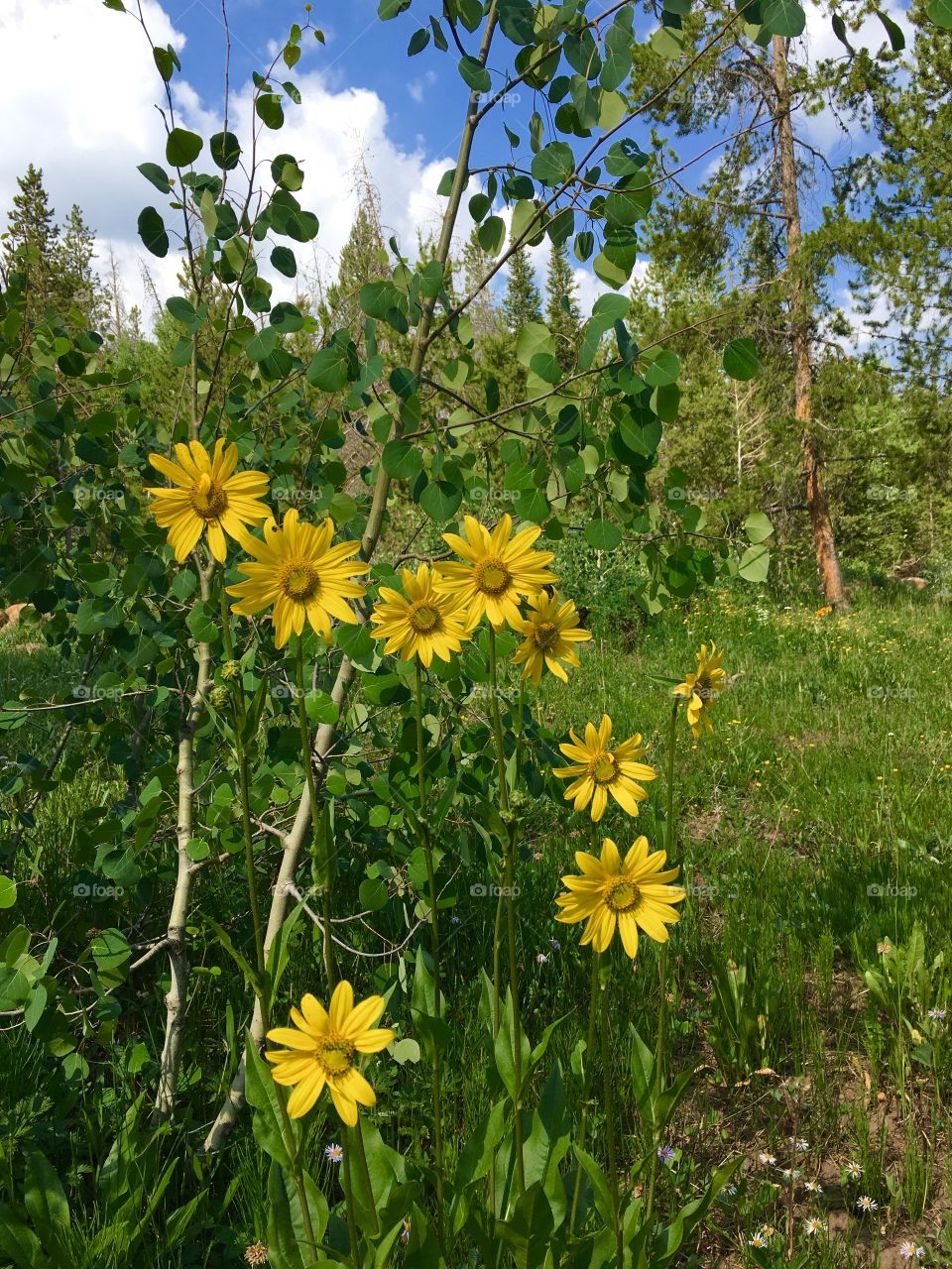 Beautiful, bright, colorful, sunflowers dancing in the summer sun. Wild mountain sunflowers.