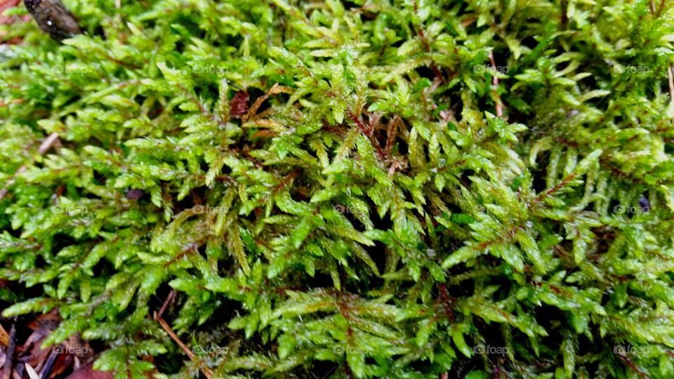 Nature of moss