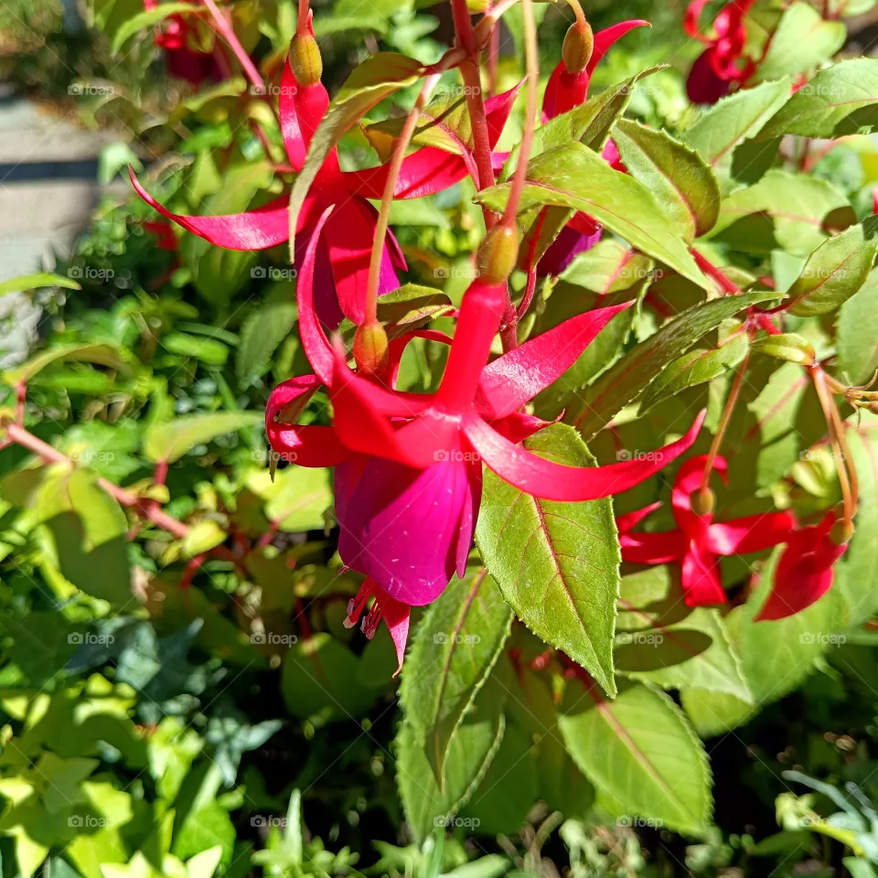 Beautiful flowers