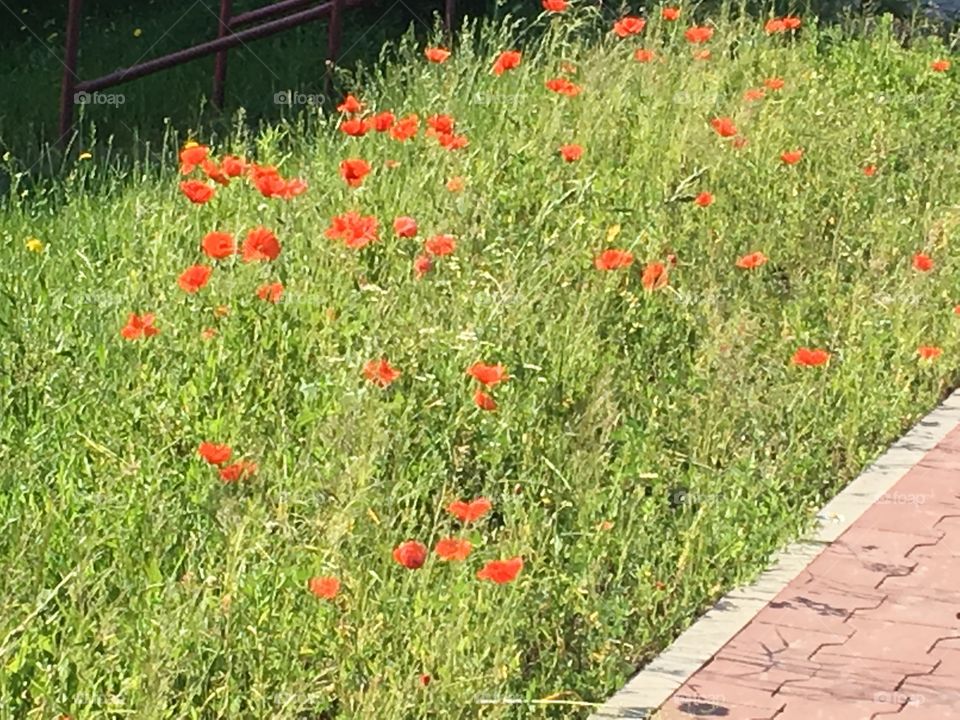 Poppy flowers 