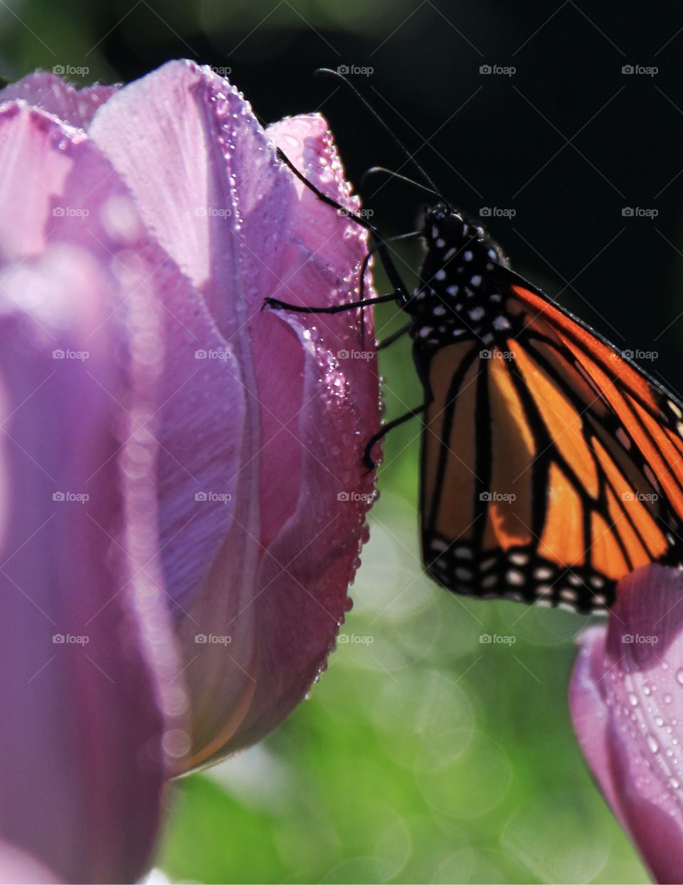 An orange monarch butterfly on a lavender coloured spring close-up macro