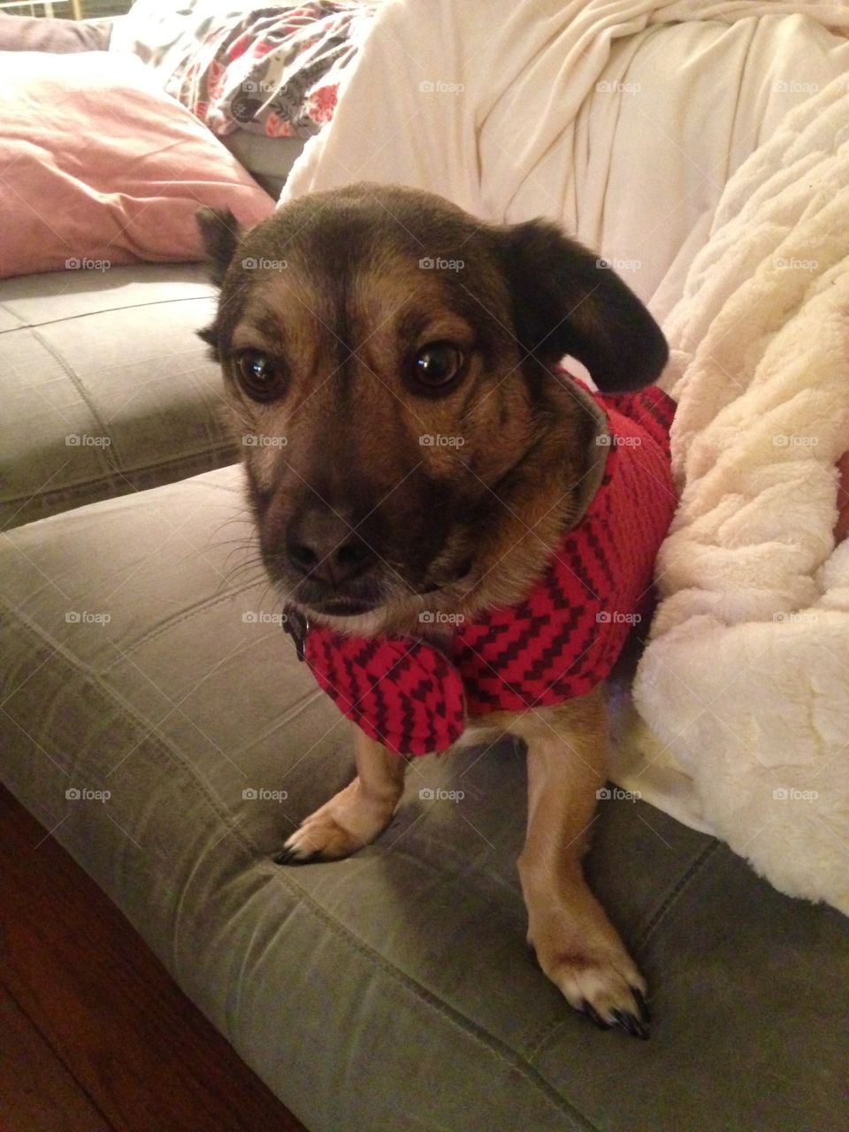 Sweater pup 