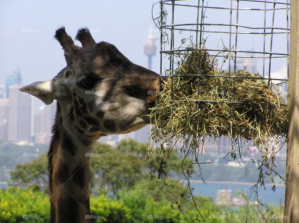 Giraffes With the Best View of Sydney