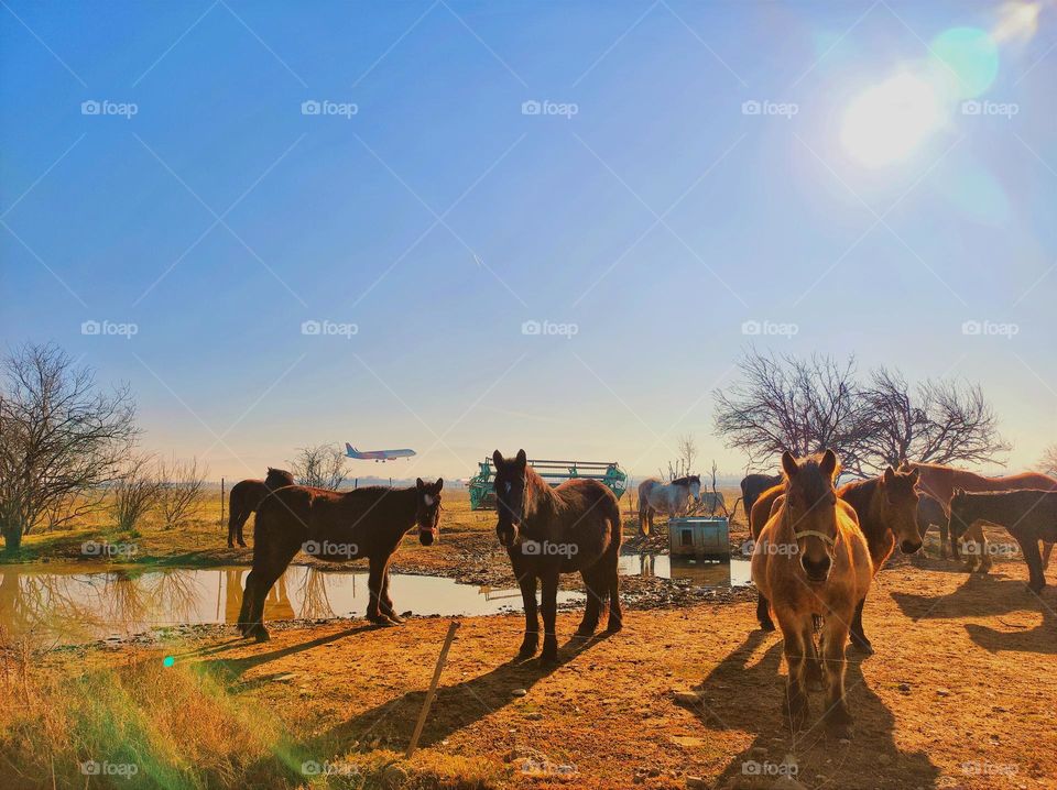 A field full of beautiful big horses with a bright sun, clear blue sky and a landing plane in the background