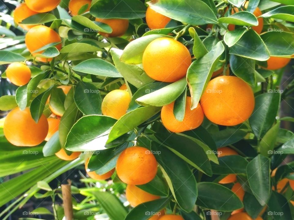 Growing orange on tree