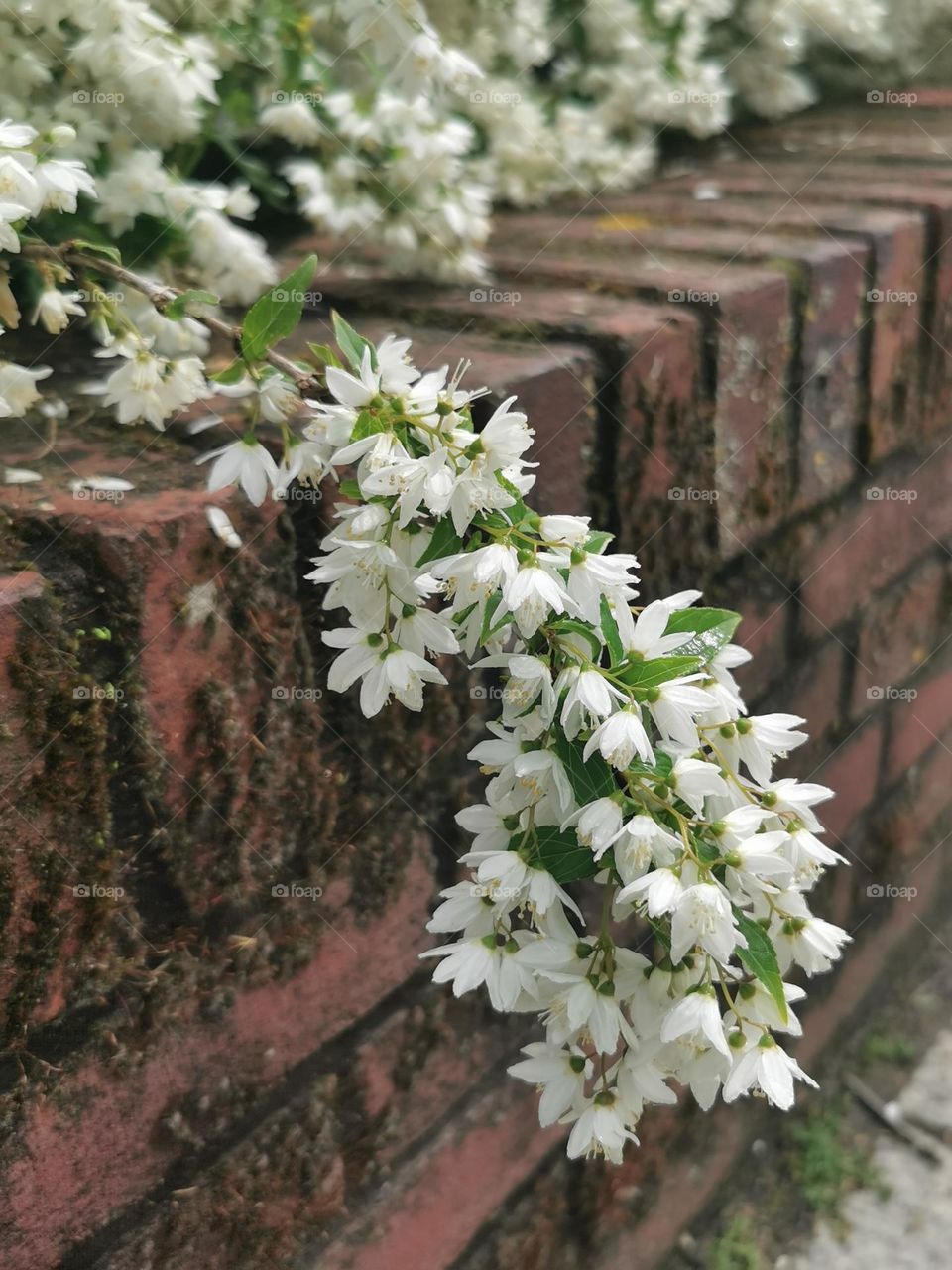 Flowering branch of shrub Deutzia