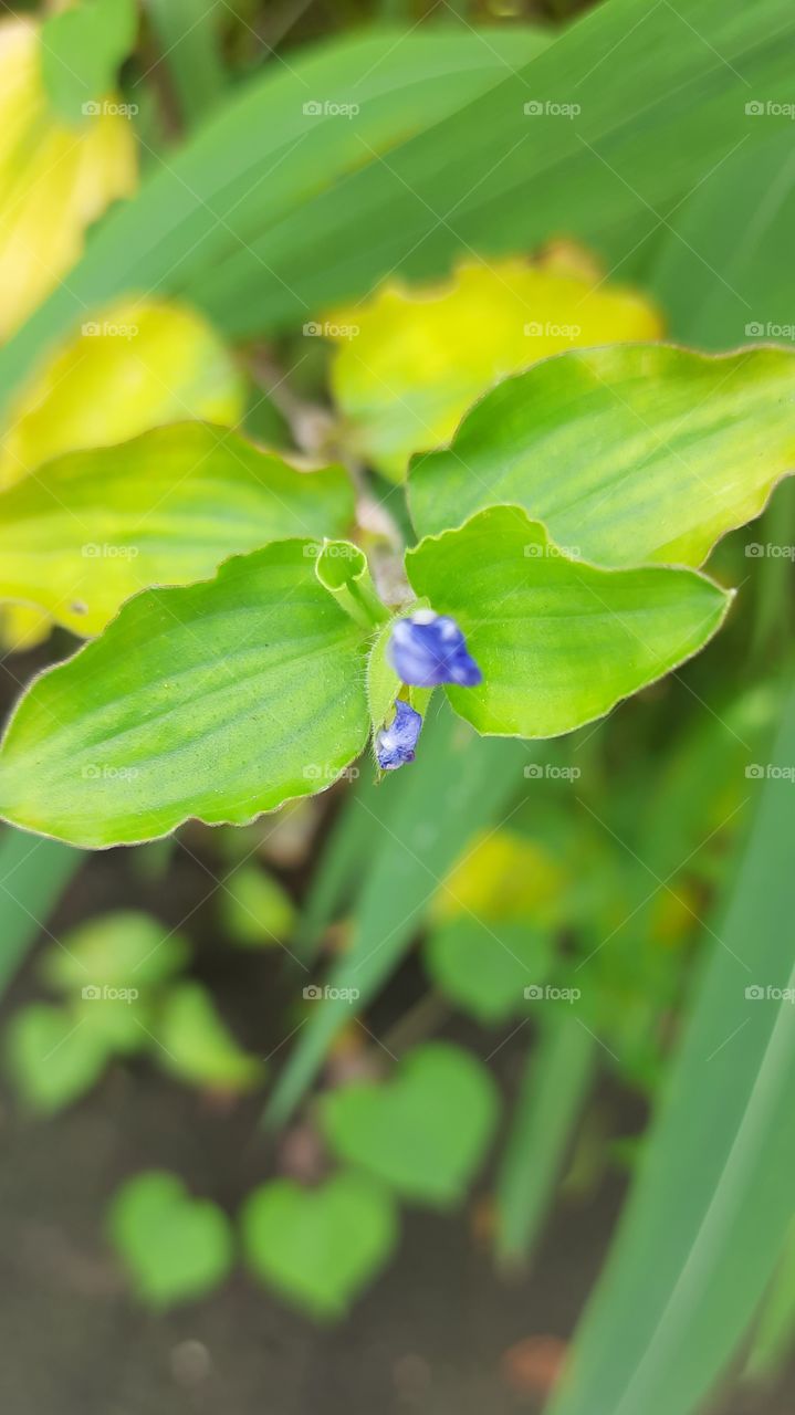 Portrait of Plant, natural picture