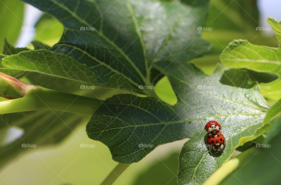 Two ladybugs on a leaf of fig tree