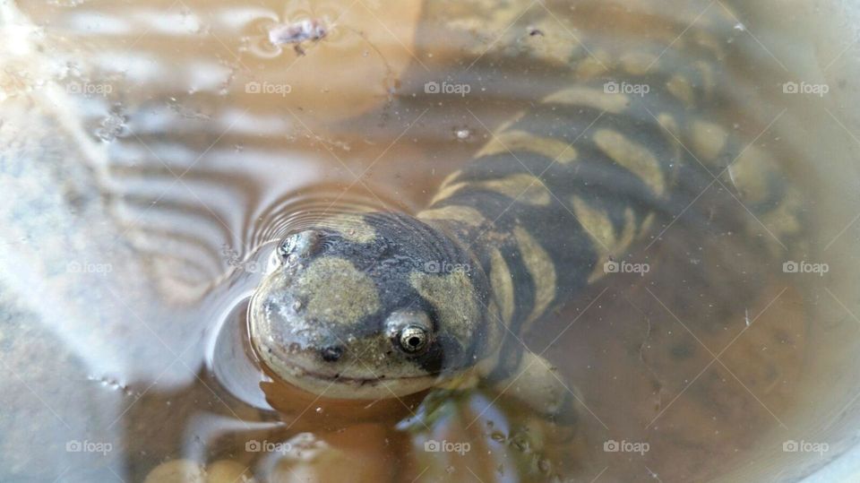 Tiger Salamander