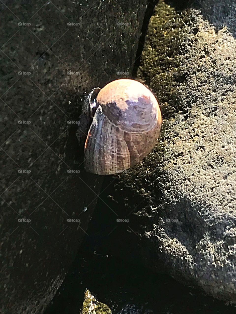 Snail