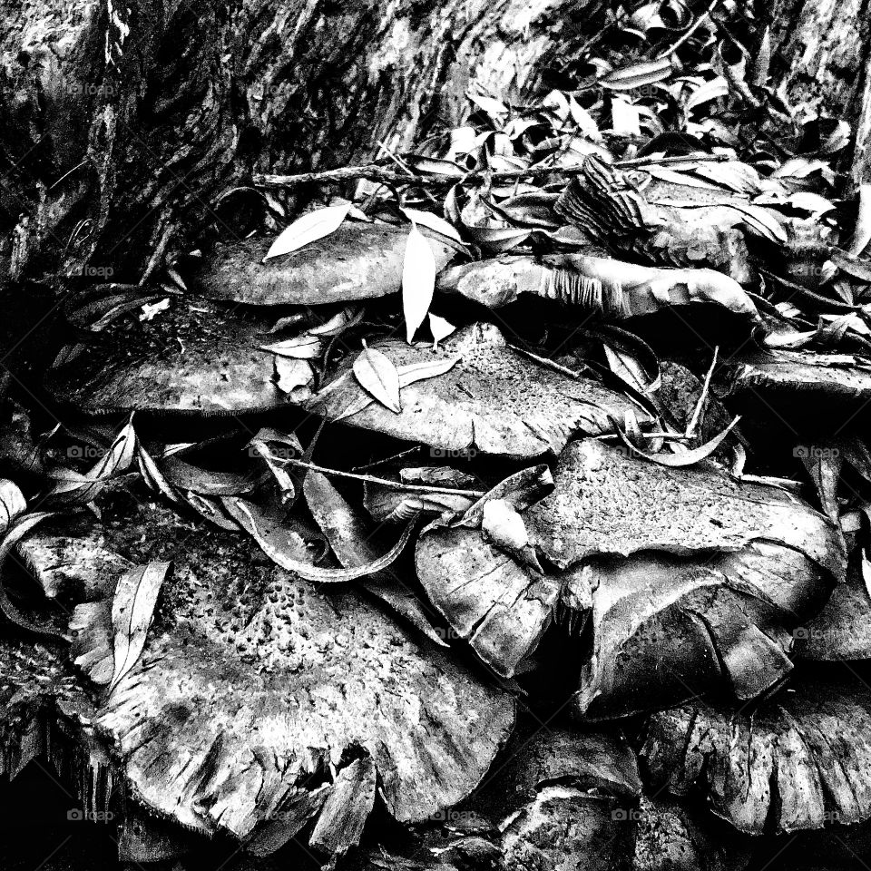 Fungi made this life possible...cooperation as the primary philosophy...