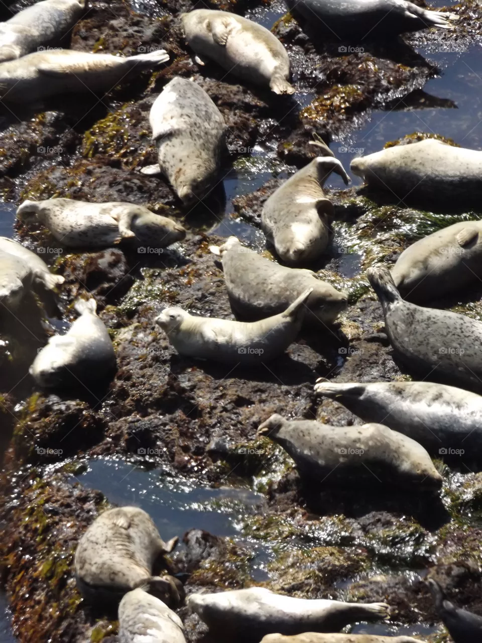 Seals 