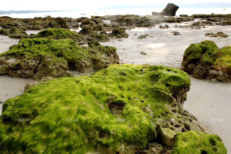 Algae