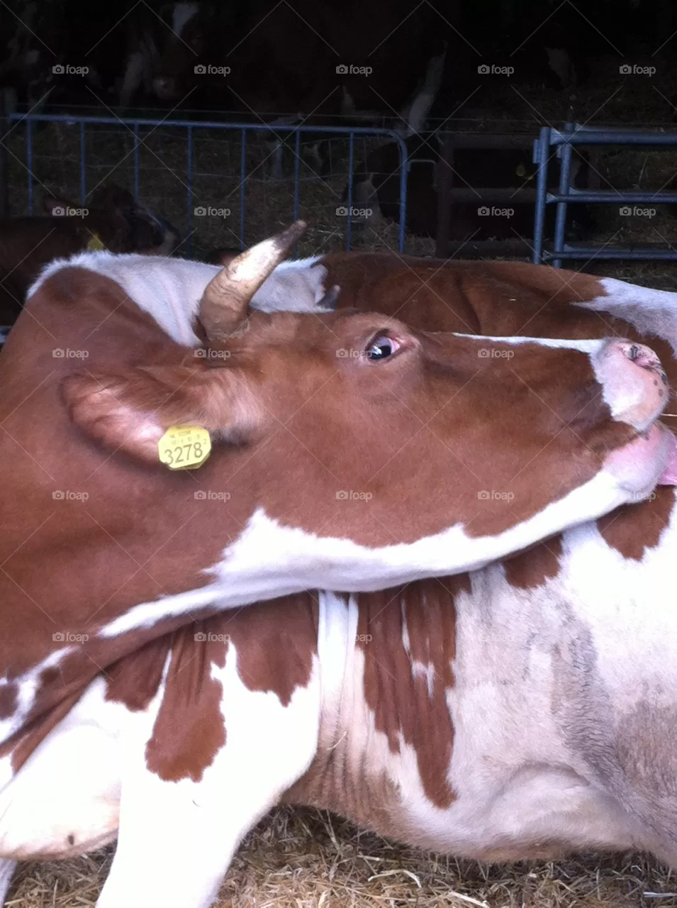 Cow