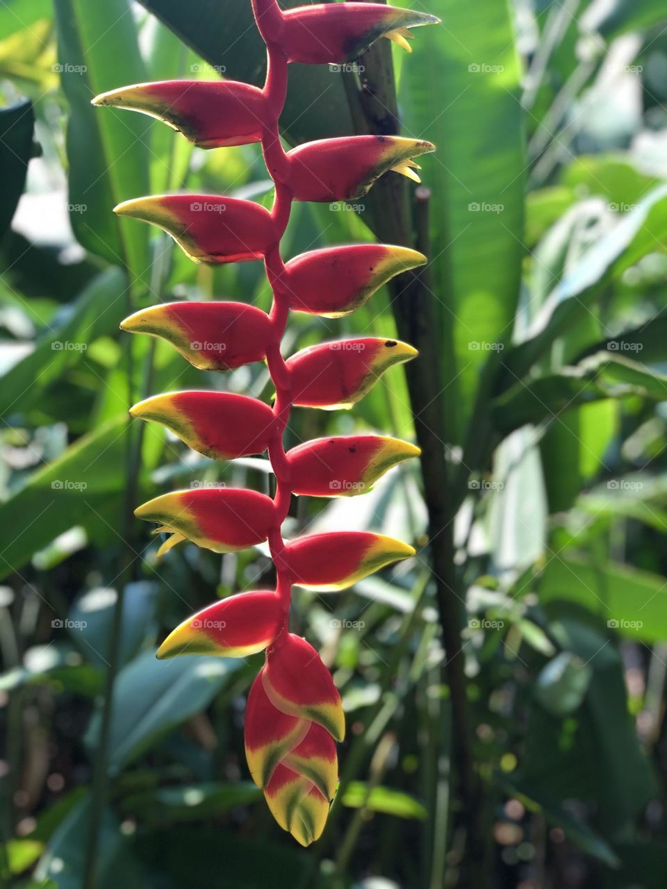 Close up of Heliconia Rostrata or Lobster Claw magenta inflorescence against green foliage background 