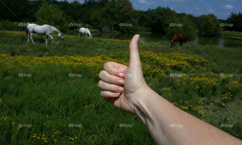 watching the horses