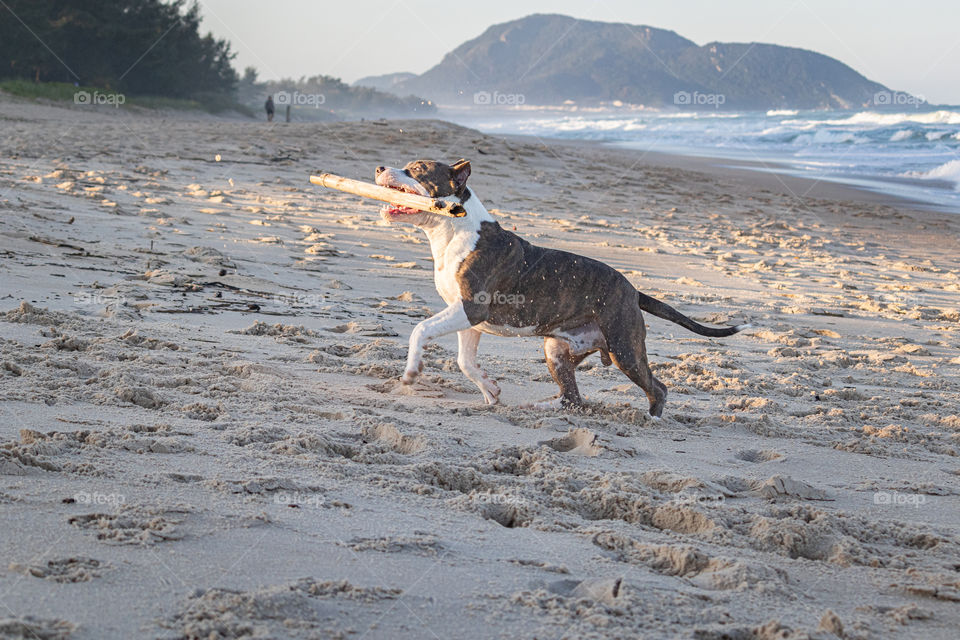 Young American staffordshire terrier playing with a twig on the beach