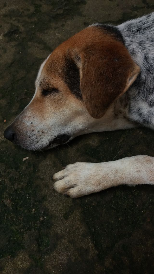 sleepy puppy