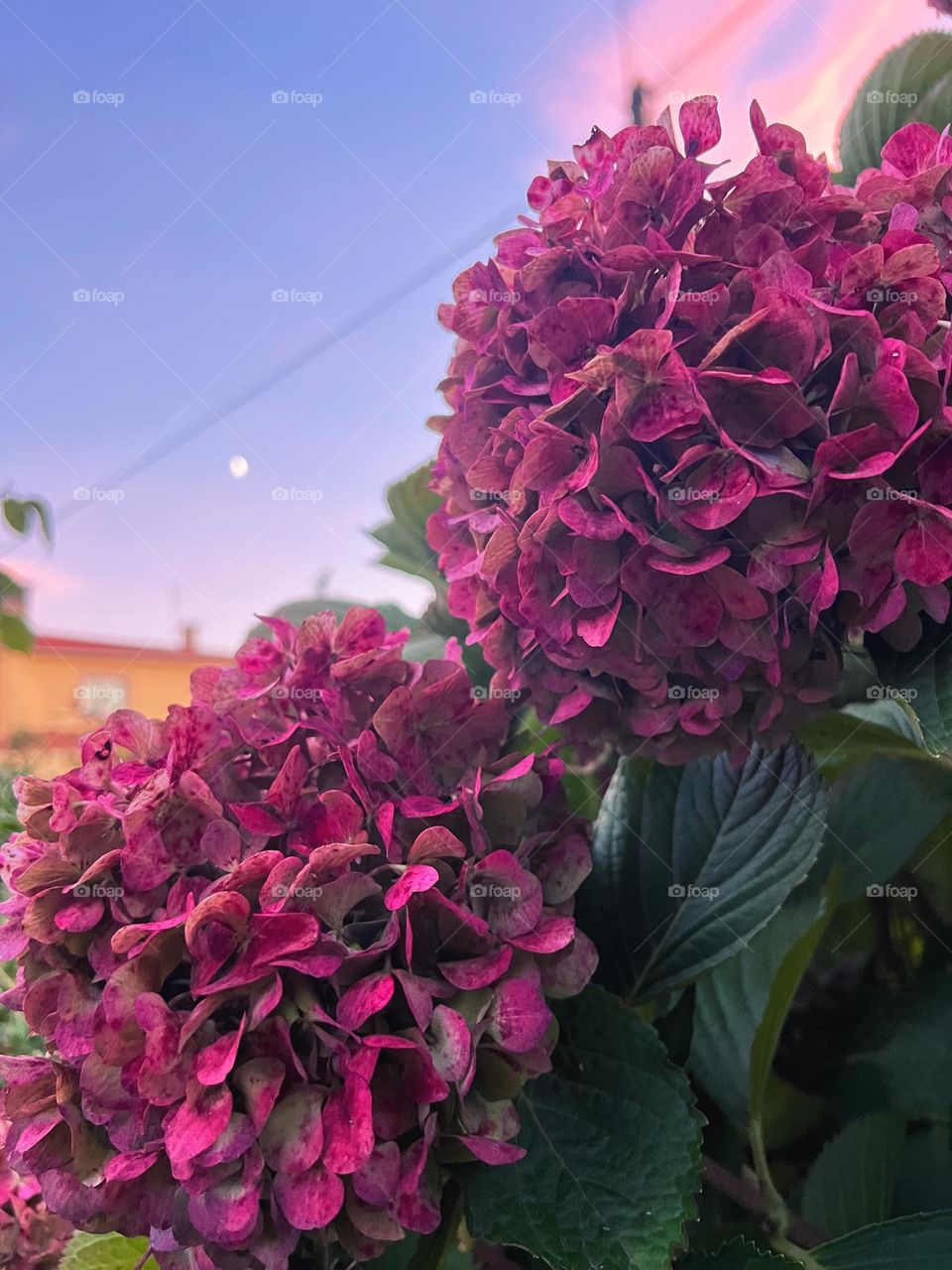 Purple Hydrangea macrophylla closeup 