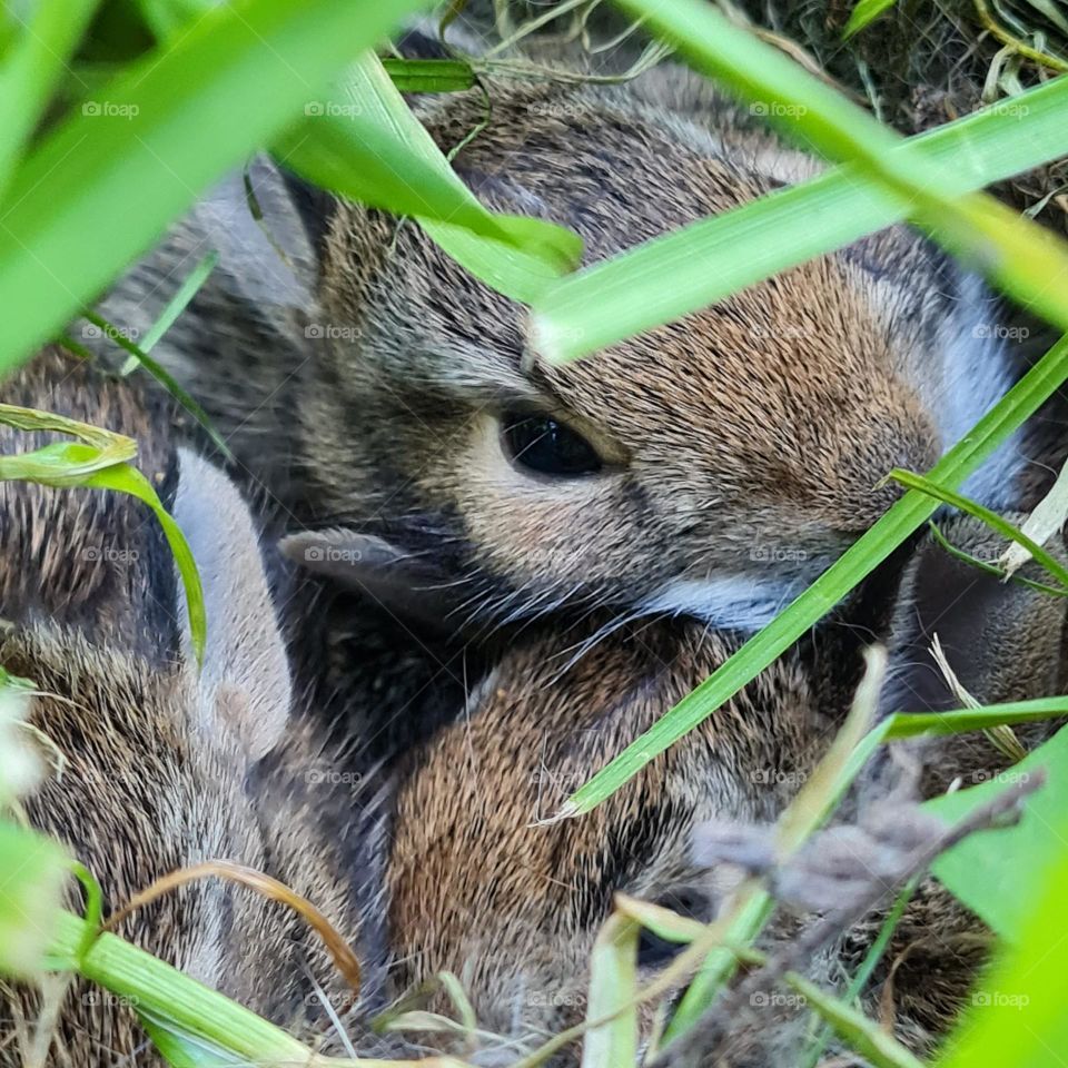 new bunnies