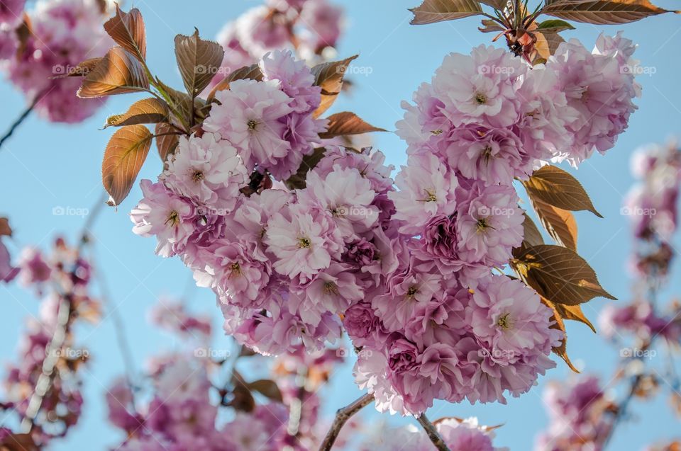 Low angle view of cherry blossom