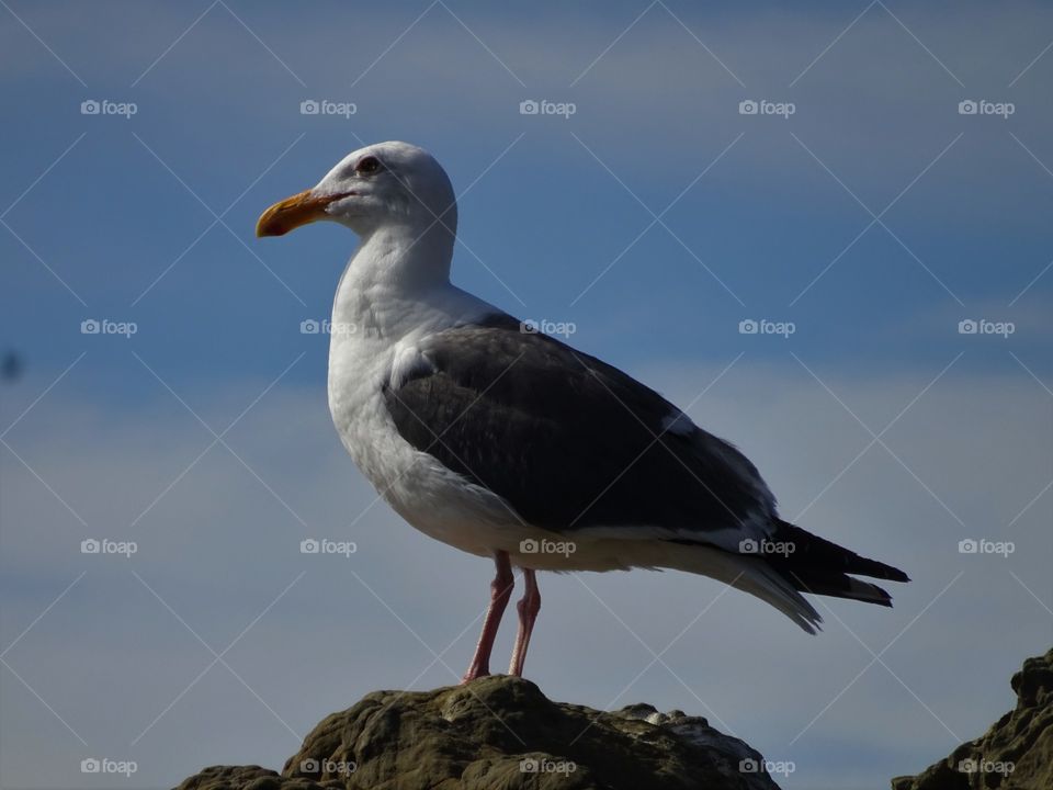 Seagull 
