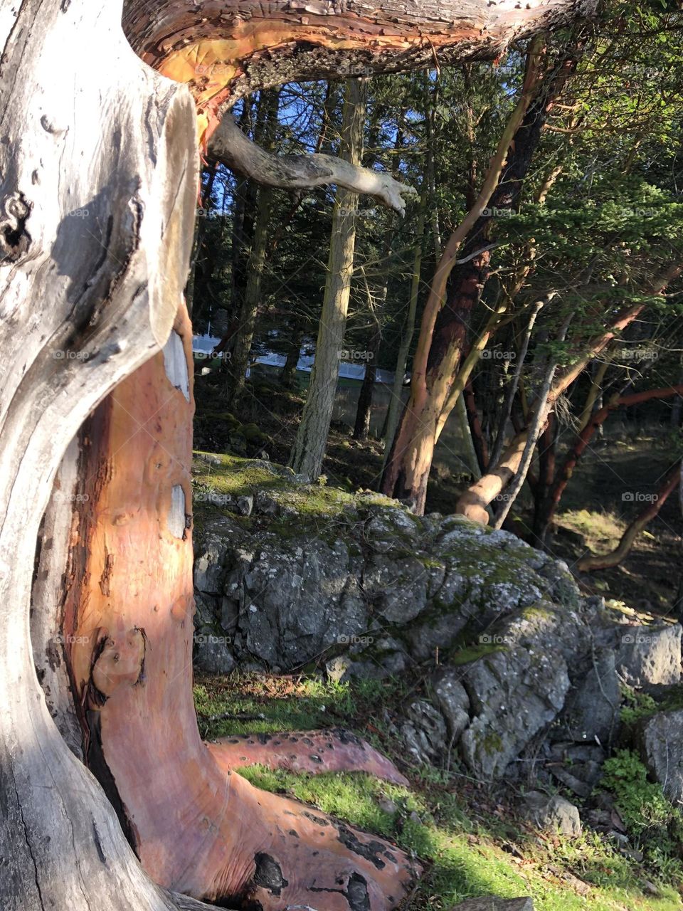 Medrona tree on the San Juans 