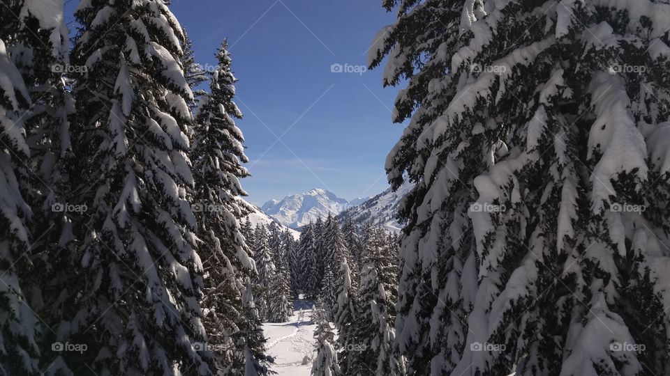 View of the snow-capped Mont Blanc through a break of snow-laden evergreen trees on a mountain in the French Alps.