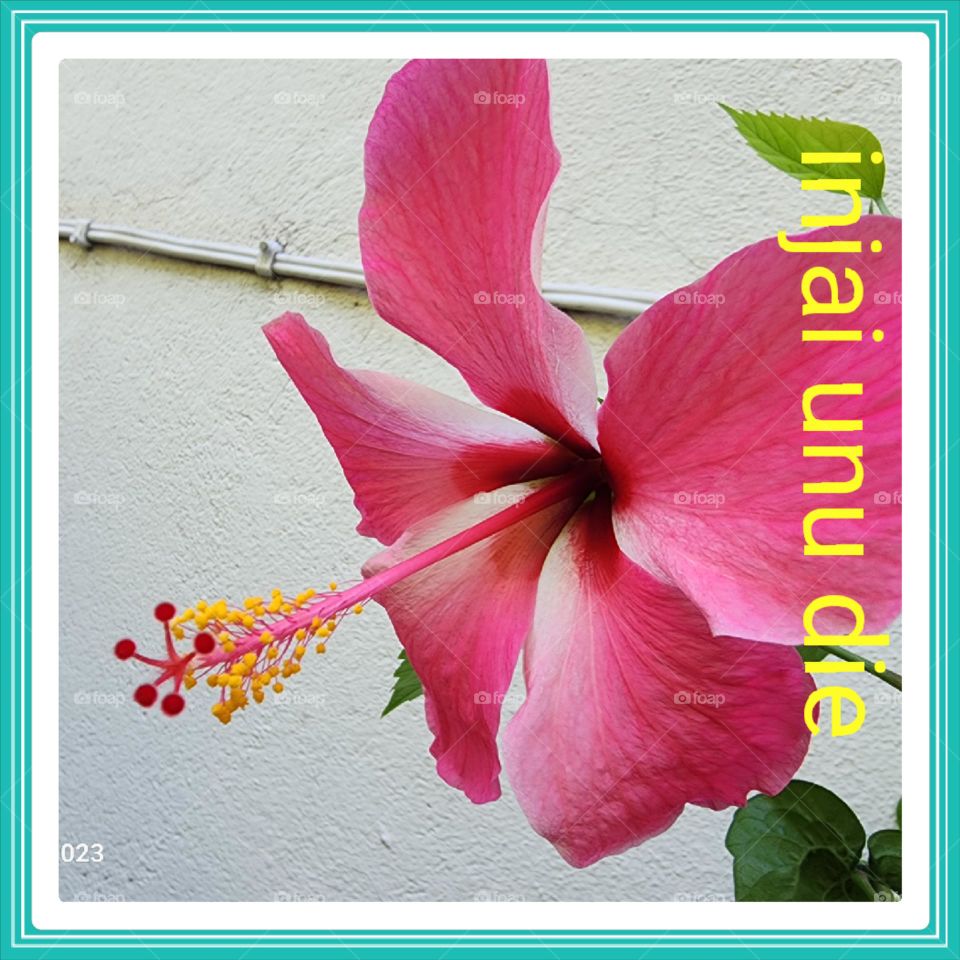 red hibiscus designs