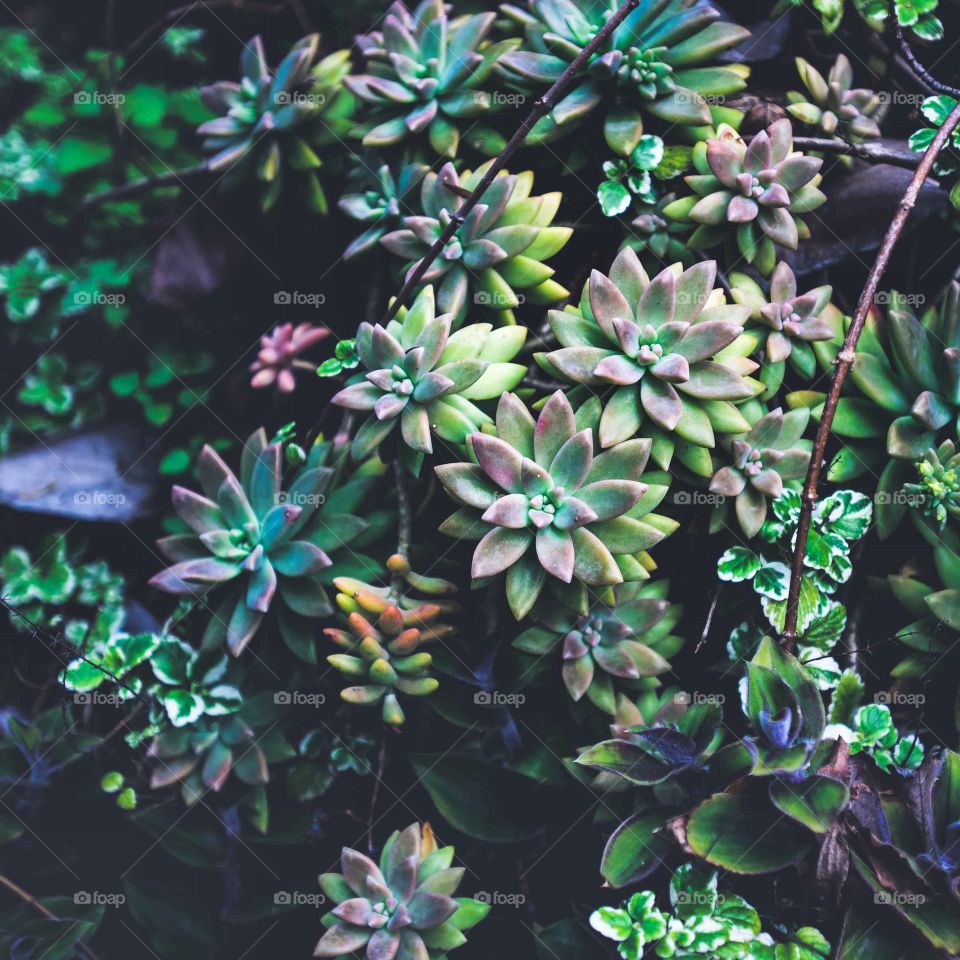 succulents