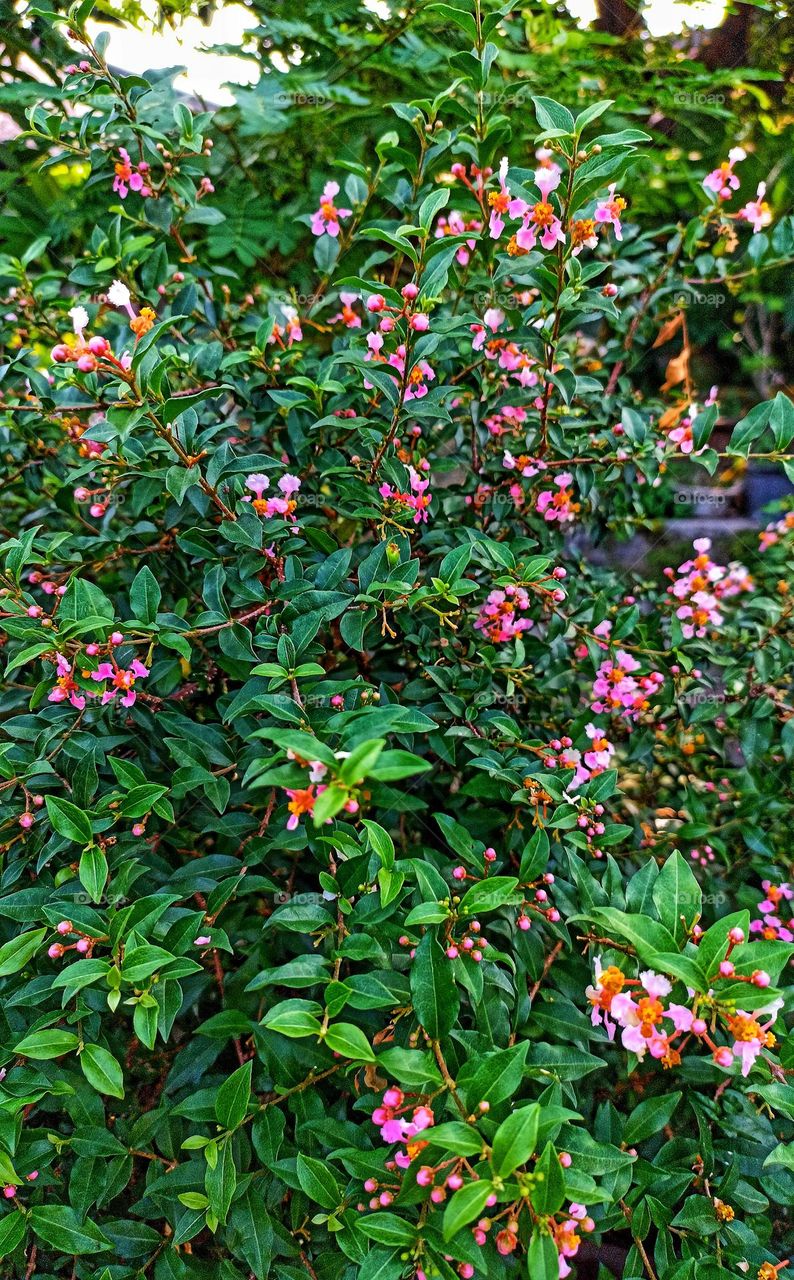 Plants, micro cherry tree