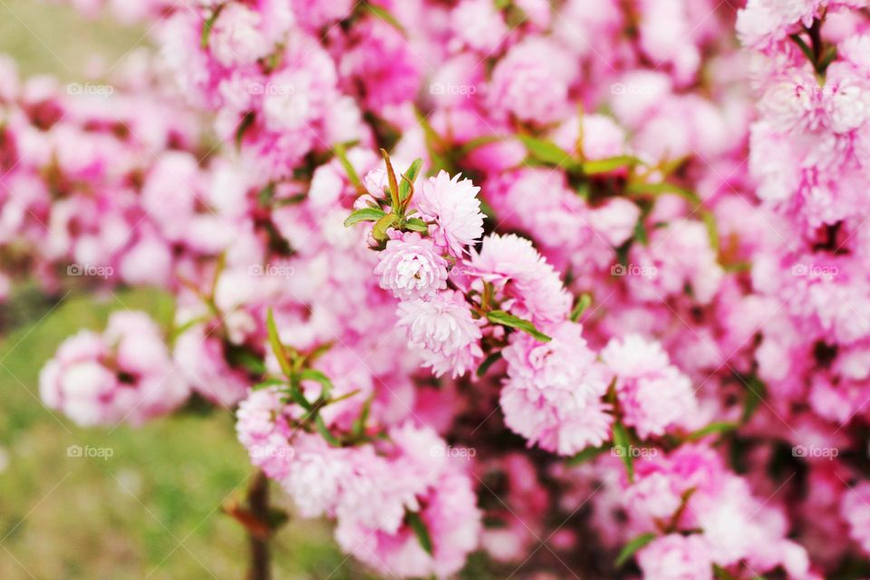 Pink flowers 