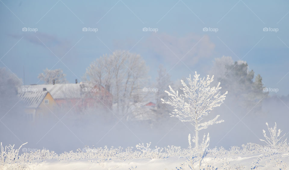 Completely frozen lonely tree standing in extremely cold weather in Suomenlinna fortress island in Helsinki, Finland which is one of the UNESCO world heritage sites with historical wooden buildings on the background partly covered and disguised by th