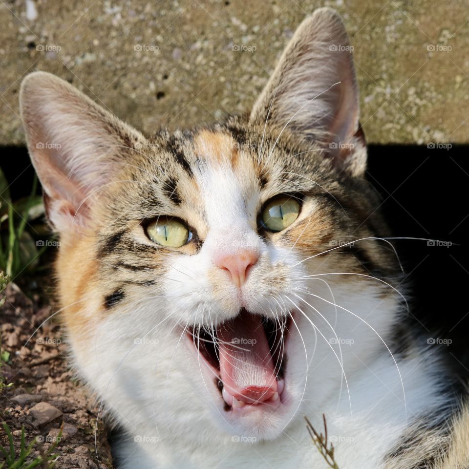 Cat (how many stars?) 😂