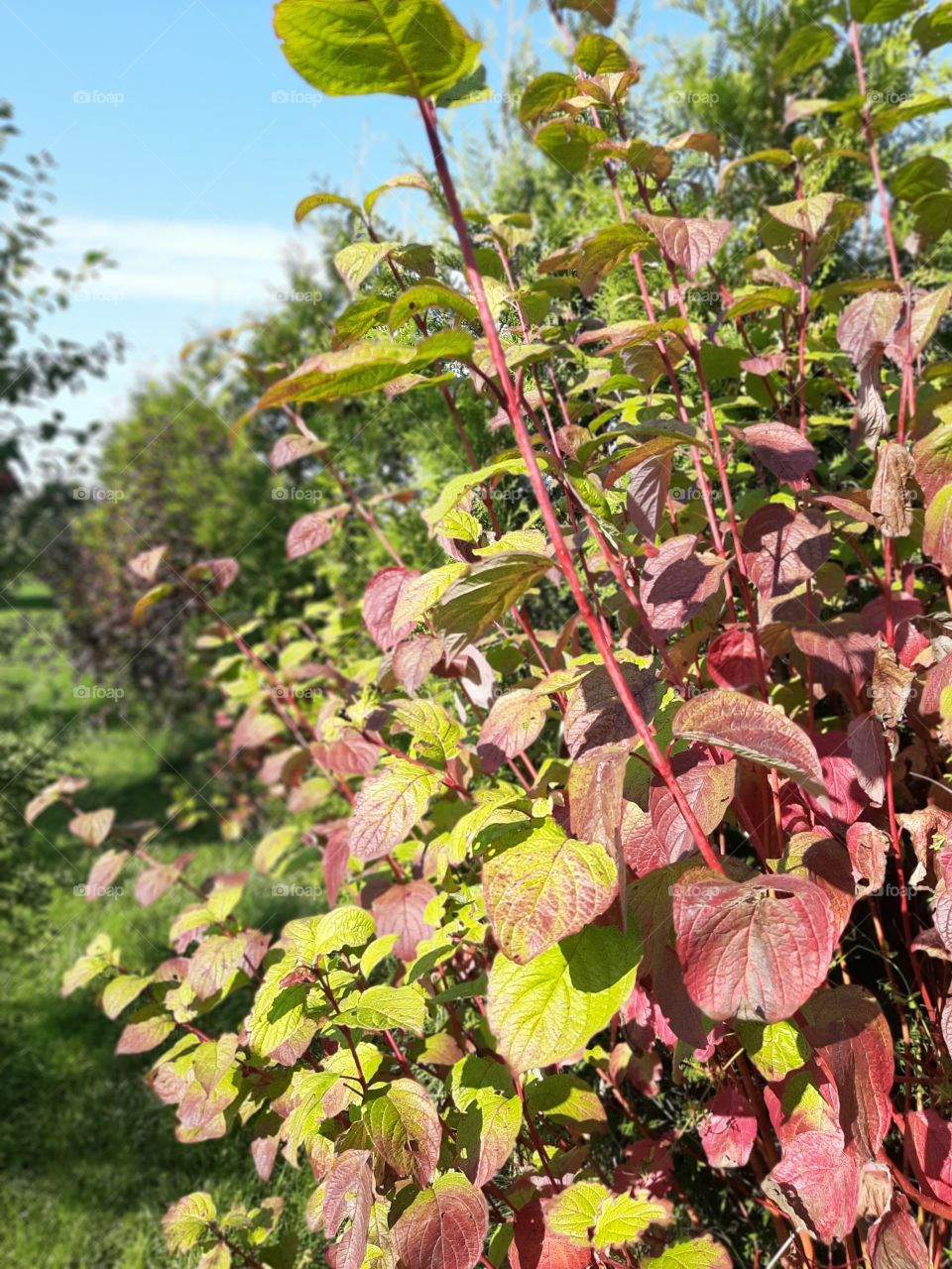 colourful bush during late summer