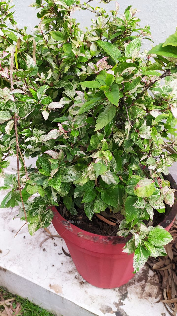 Rejuvenated by monsoon showers