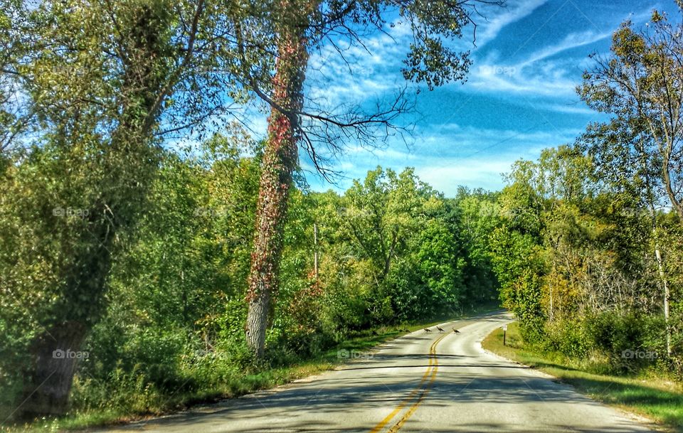 Nature. Turkey Crossing