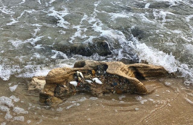 Seashells 