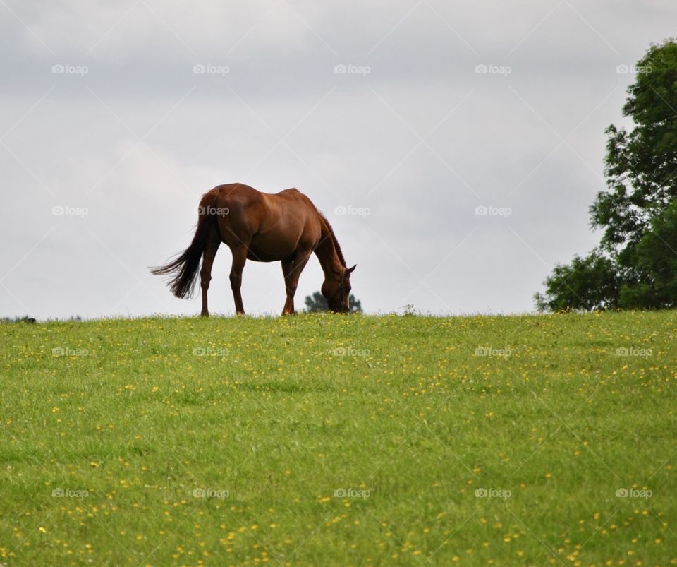 Horse on horizon