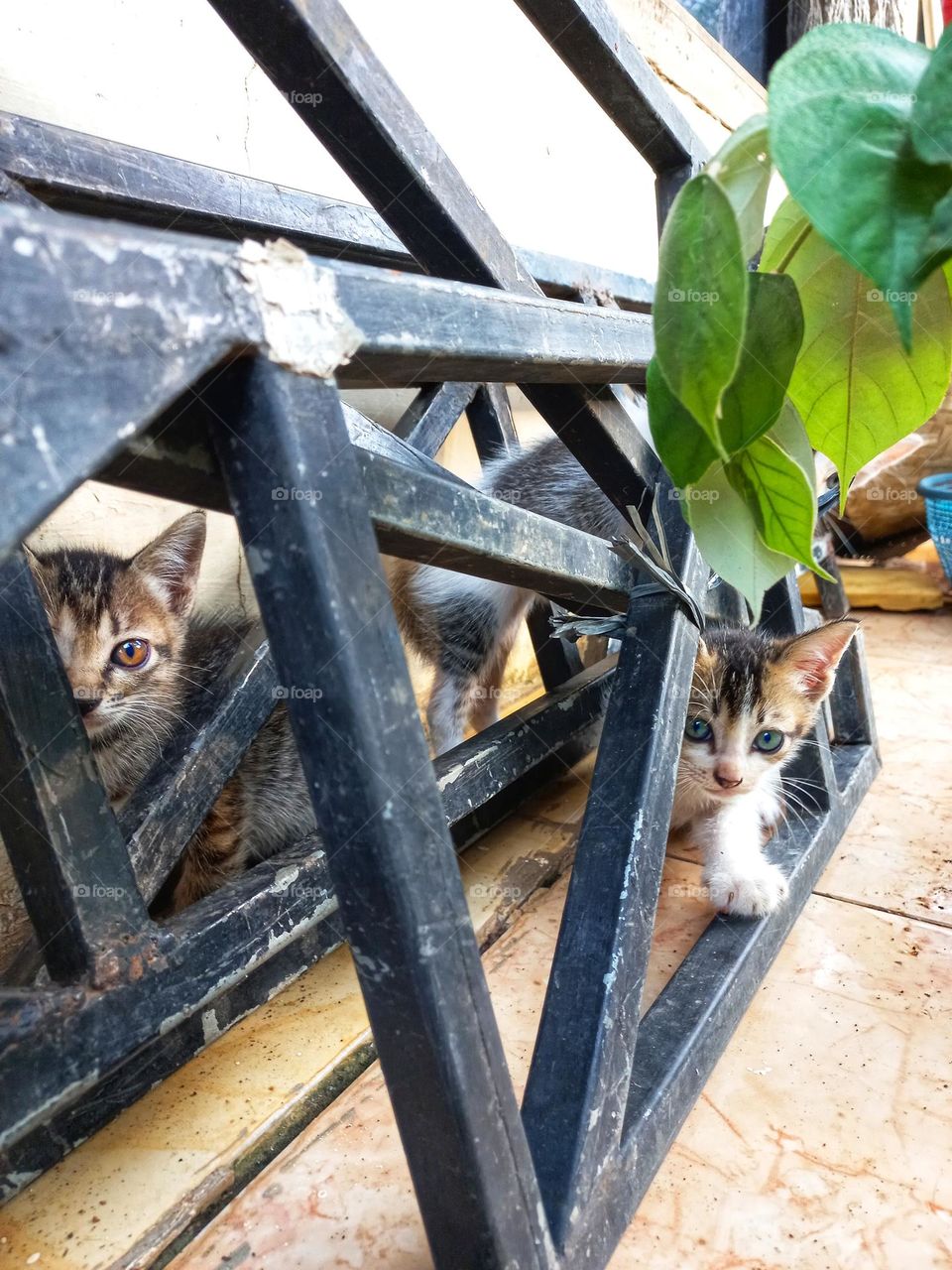 The two cute kitten heads behind the iron pillar