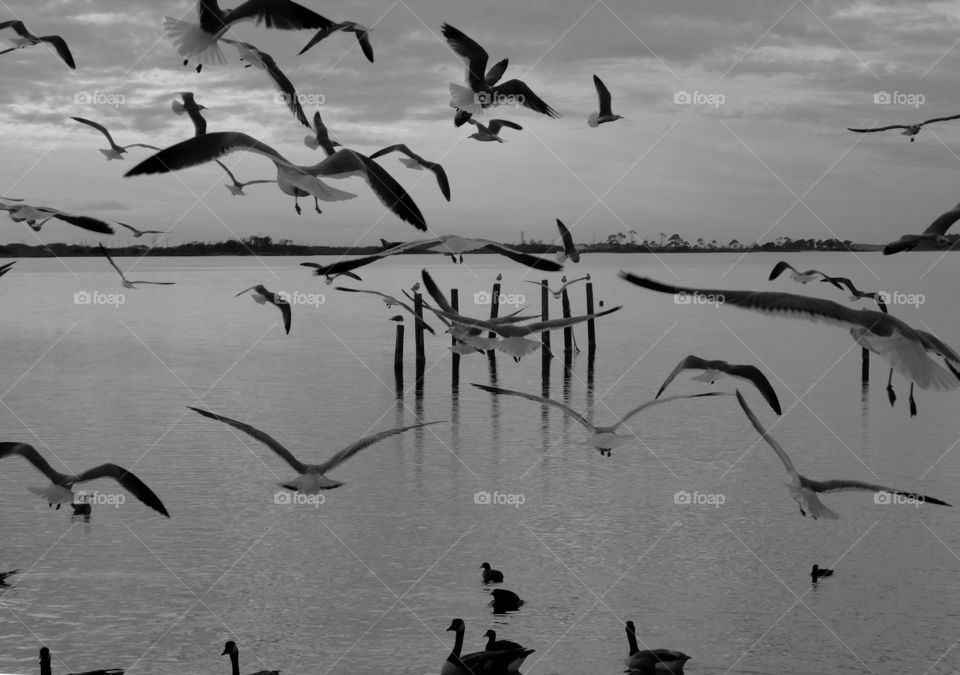 Seagull Frenzy swarm in a magnificent black and white sunset