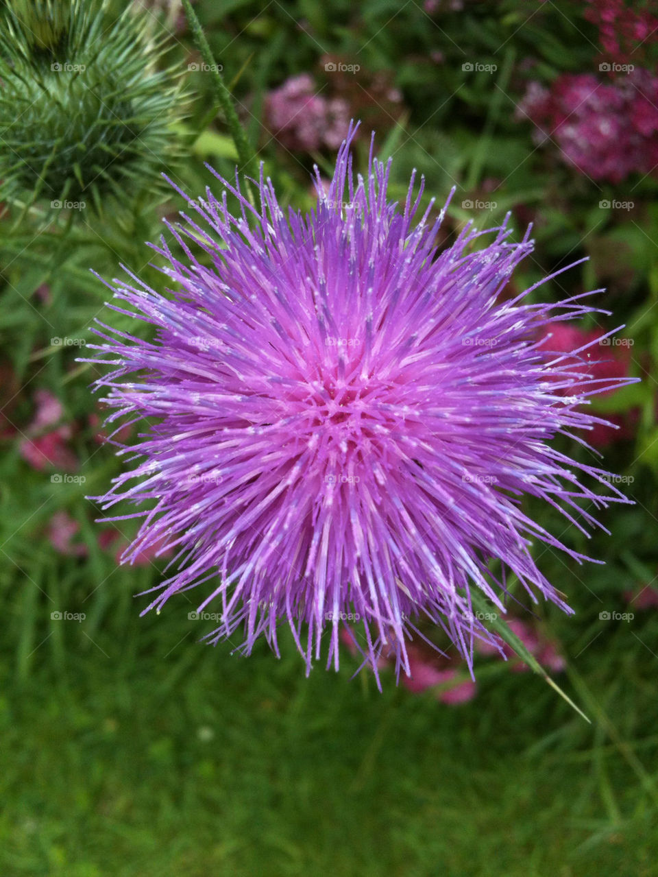 garden meadow flower purple by rimbert