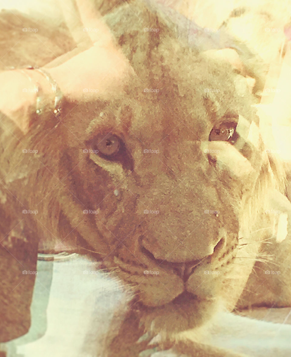 Lion looking through the glass at the humans! 