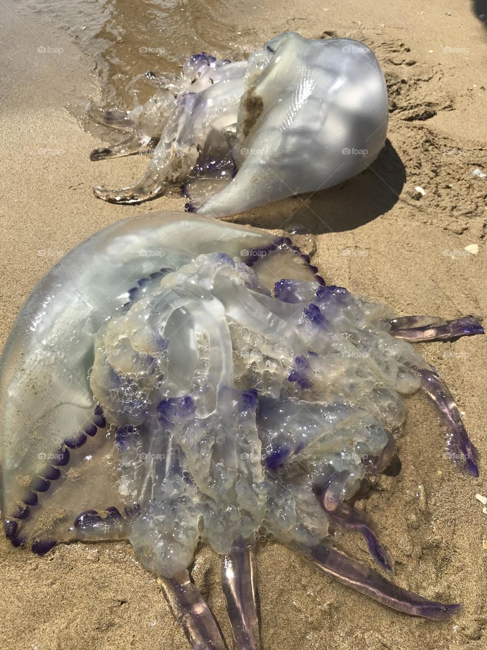 a large sea jellyfish on the coast of peace